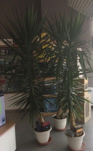 Dettagli Su Tronchetto Della Felicita 150cm Piante Vera