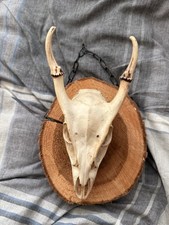 Muntjac Deer Skull and Antlers Mounted On Log Round Taxidermy