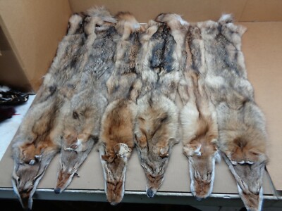 Tanned XL Damage Coyote Hide/Furs/Taxidermy/Crafts