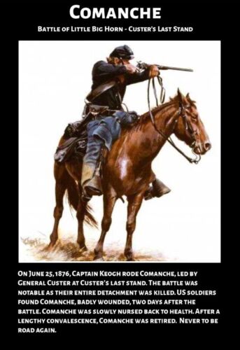 Comanche Famous War Horse Historical Trading Card Survived Custer’s Last Stand - Picture 1 of 3