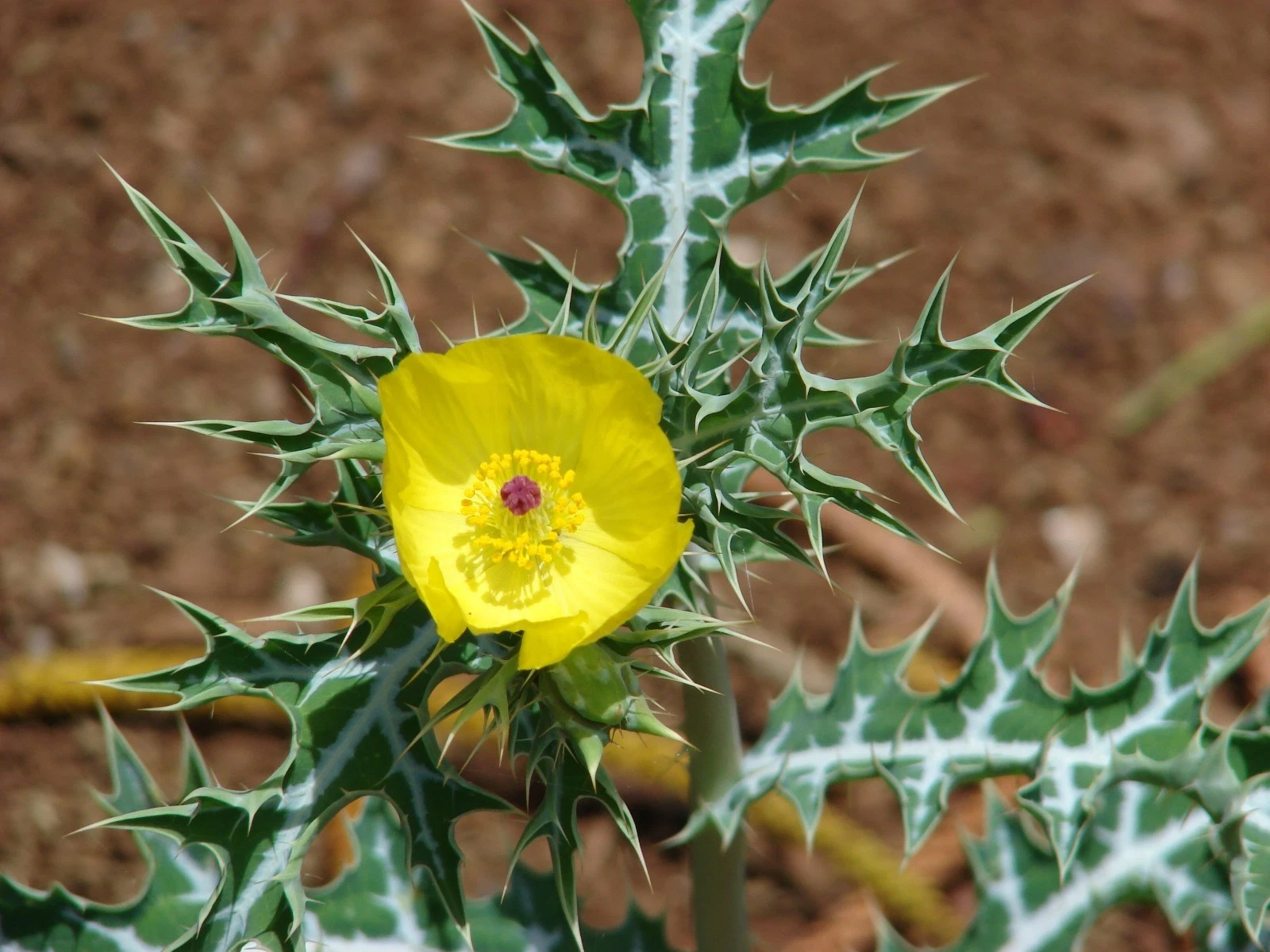 Mexican Prickly Poppy (Argemone mexicana) 7 Argemone mexicana MEXICAN PRICKLY POPPY - PERENNIAL Seeds!