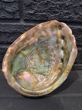 Natural Abalone Seashell Large Unpolished Iridescent Greens Pinks Gold 8.5"x6.25