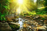 Lichtdurchflutete Wald-Fototapete Mit Idyllischem Fluss Als Vliestapete – Bunt