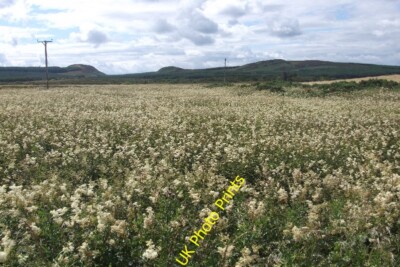 Foto 6x4 Mädesüß, Dounreay Burn Isauld Feuchtgebiet mit Blumen bedeckt. c2015