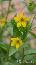 Texas yellowstar, Lindheimer aster Lindheimera texana 300 seeds 3.00