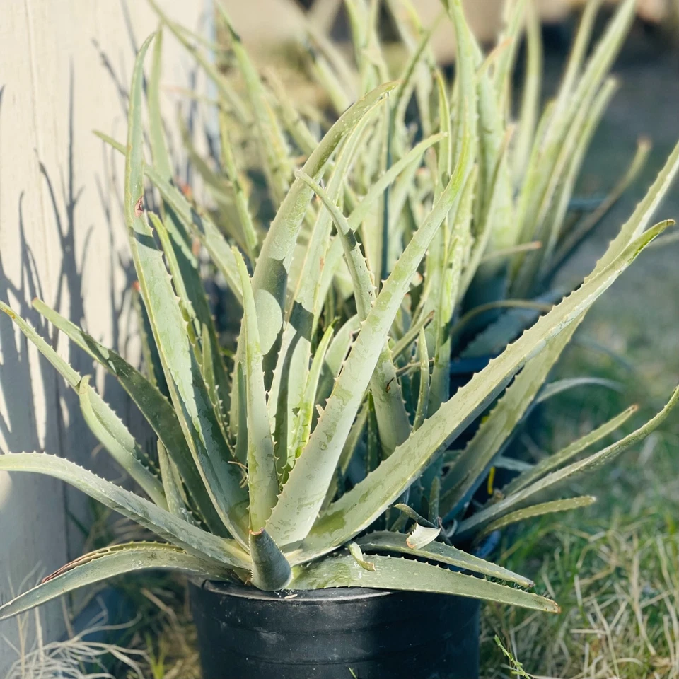 8" Aloe Vera Barbadensis Miller Cactus Live Plant Ayurvedic Health Beneficial - Image 4 of 4