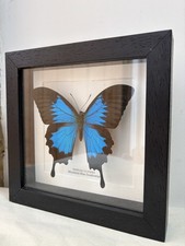 Black Box gerahmter Schmetterling - bergblaue...