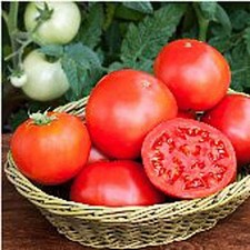 Unbrandred Bush Goliath Tomato Seeds 25 Seeds More Heirloom, Organic, Non GMO