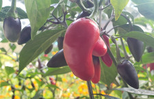 Purple Fire Jalapeno Pepper 20 Seeds Sweet and hot 