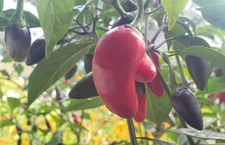 Purple Fire Jalapeno Pepper (20 Seeds) Sweet and hot!