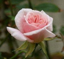 'Cecile Brunner' Fragrant Bush Rose, Delicate Soft Pink Hardy China