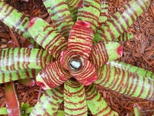 Neoregelia HIGH VOLTAGE Bromeliad one tropical plant MEDIUM 