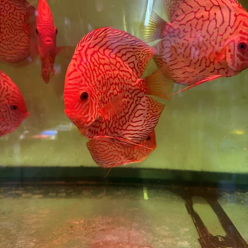 Red Checkerboard Pigeon Discus 6 Inch Tropical Live Fish