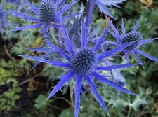  30 seeds Sea Holly Blue (Eryngium Planum)+4" FREE REUSABLE PLANT LABEL