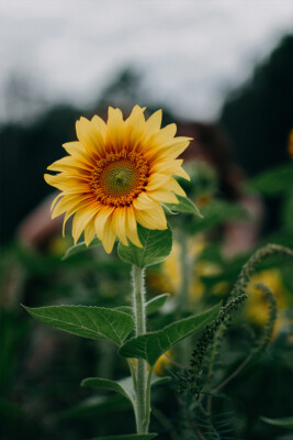 Close up of Sunflower Unsharped Background Art Wall Decor - POSTER 20x30