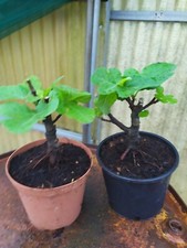 FICUS CARICA PRE-BONSAI IN vaso 15 cm altez 20/25 cm(FICONE DI MANDURIA)