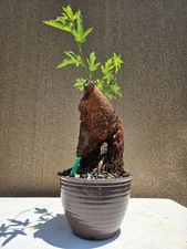 Old White Mulberry ( Morus alba ) Bonsai Tree 