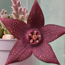 plant stapelia MONTANA - well rooted, succulent  - 