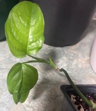 Monstera Obliqua Suriname Vining Houseplant Rooted Very Rare Cutting 5 Leaves