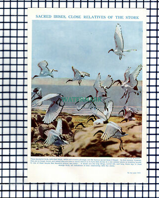IBIS Vogel - 50er Jahre Druck / Steckling
