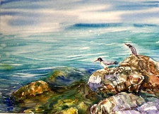 Birds Common Tern Seagull Ocean  Watercolor Original Painting