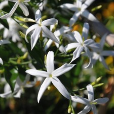 Pianta Gelsomino Azoricum