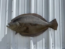 33" Flounder Half Mount Fish Replica - Quick Production