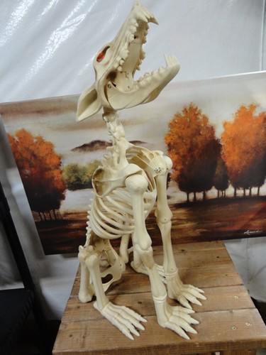 Animated Howling Wolf Skeleton Lit red eyes Prop 31"tall-Sounds-moving jaw-VGC - Picture 4 of 9