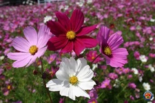 250 Sensation Cosmos Seeds – Classic Cosmos – Easy to Grow & Long Blooming