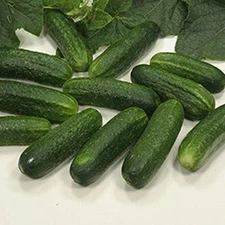 Stimora F1 Hybrid Organic Cucumber Seeds