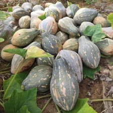 10+Taro Flavor Pumpkin Seeds XiangYu Nangua Chinese Winter Squash Hybrid F1 USA