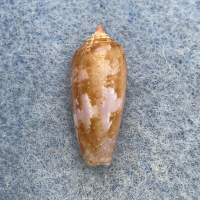 #14 Conus obscurus 18.7mm F++ No Data