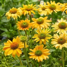 50 Mellow Yellow Coneflower Seeds Echinacea Perennial Flowers Seed Flower 1224