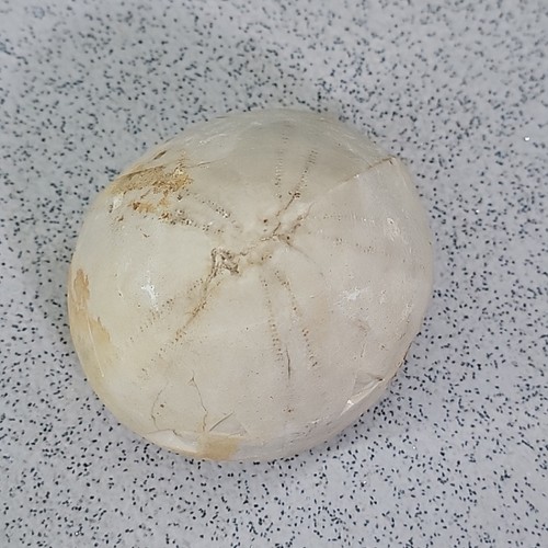 Echinoid Fossil Urchin Genuine Specimen Cretaceous