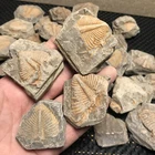 10pcs Natural Damaged  insect tail specimens