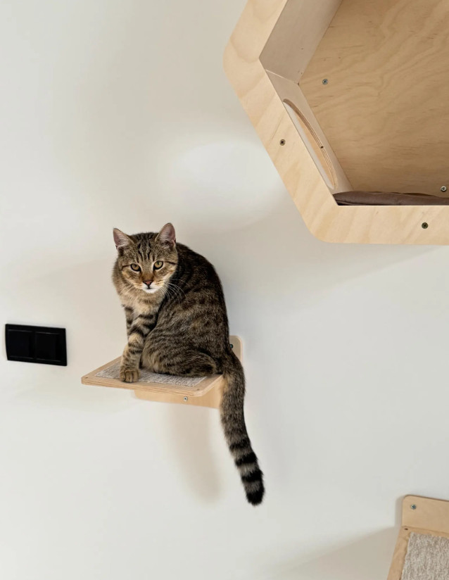 Estepa de pared. Pared de escalada de escalera de pared para gatos