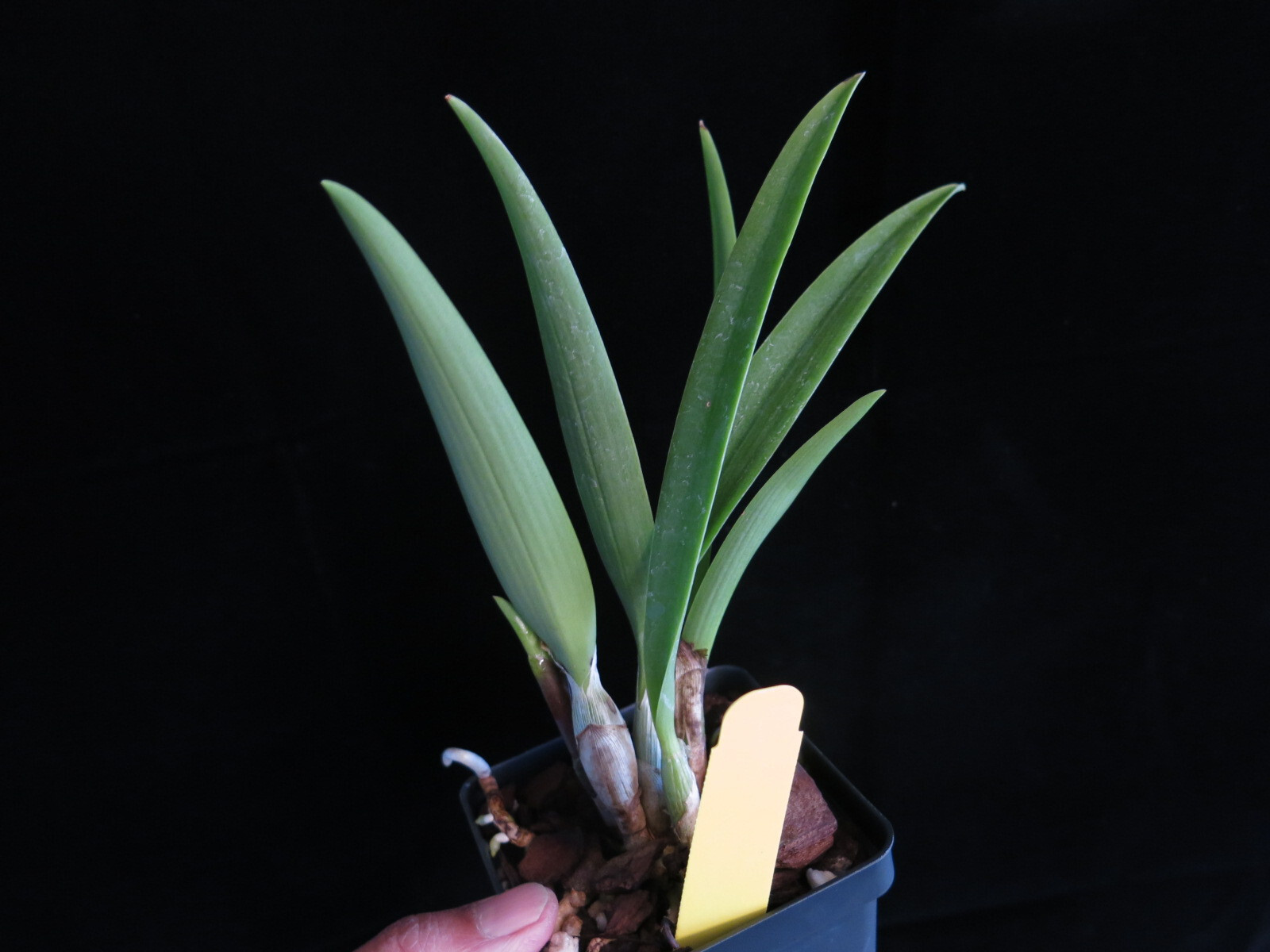 DO Clone Lsa Dick Pippen Lemon Yum Yum FCC AOS Cattleya Orchid 