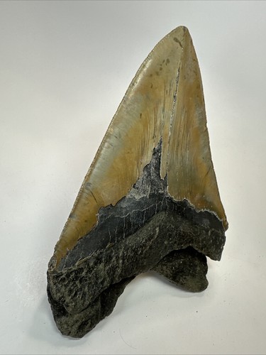 Megalodon Shark Tooth 6.08 inch - Massive - Authentic Fossil - Natural 18498 - Picture 6 of 8