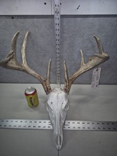 Wild 9 point 121-0" Whitetail Deer Skull European Decor Man Cave Taxidermy Buck