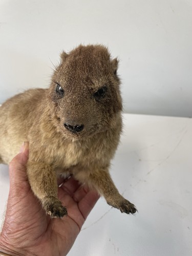 Taxidermy RARE Africa Rock Hyrax or Rock Dassie Lifesize mount AND Skull Bone