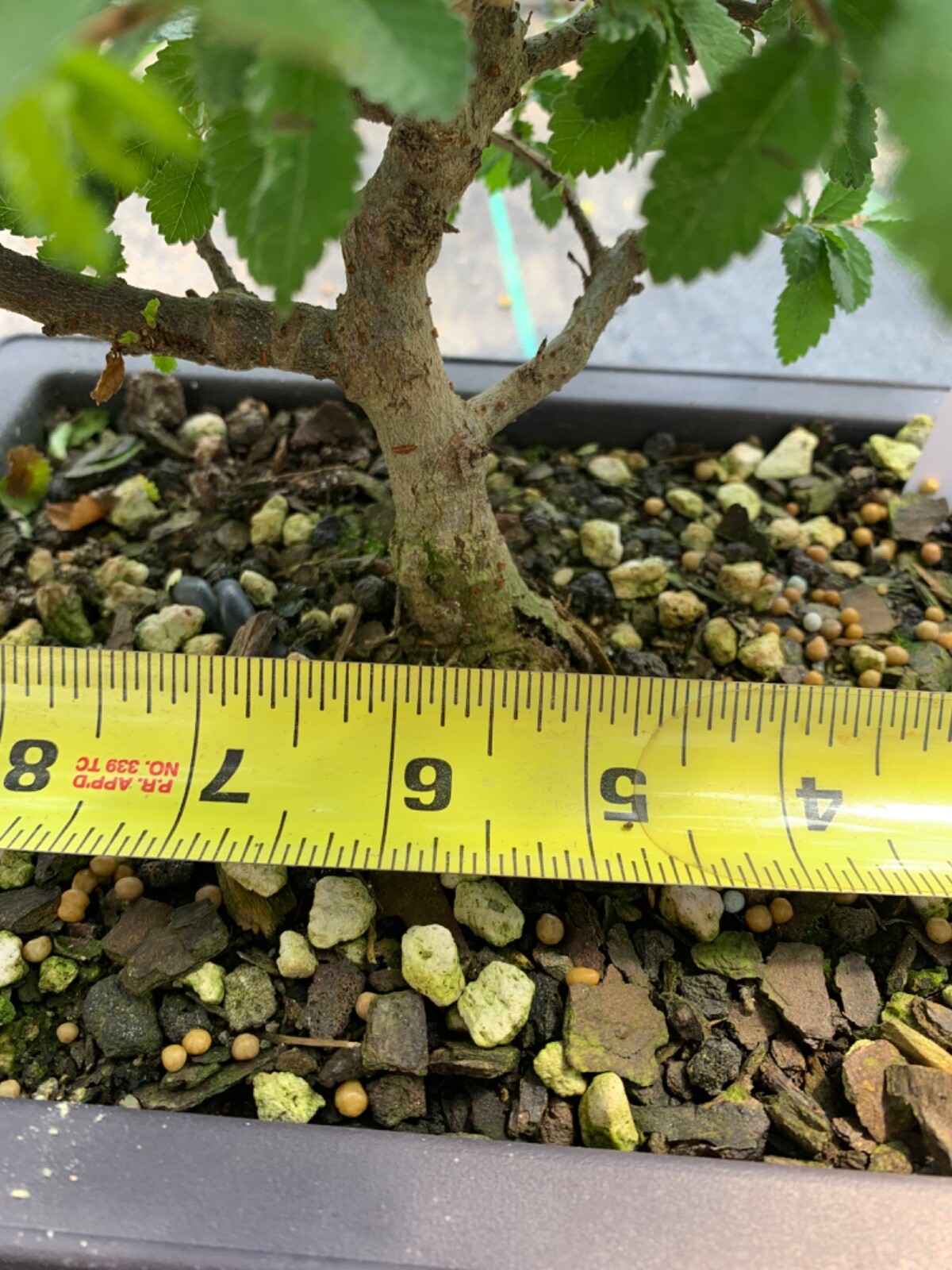 Chinese cork bark elm bonsai e3 eBay