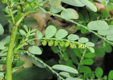 200 Seeds Phyllanthus Niruri, Rare Thai Herb Free Shipping Now             