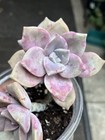 Echeveria Succulent Pink/Green/Purple Rosette Potted Plant #579 — photo 7