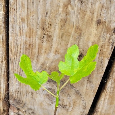 Dr. Clark's Yellow Fig 8'' Live Healthy Starter Plant Bare-Root 