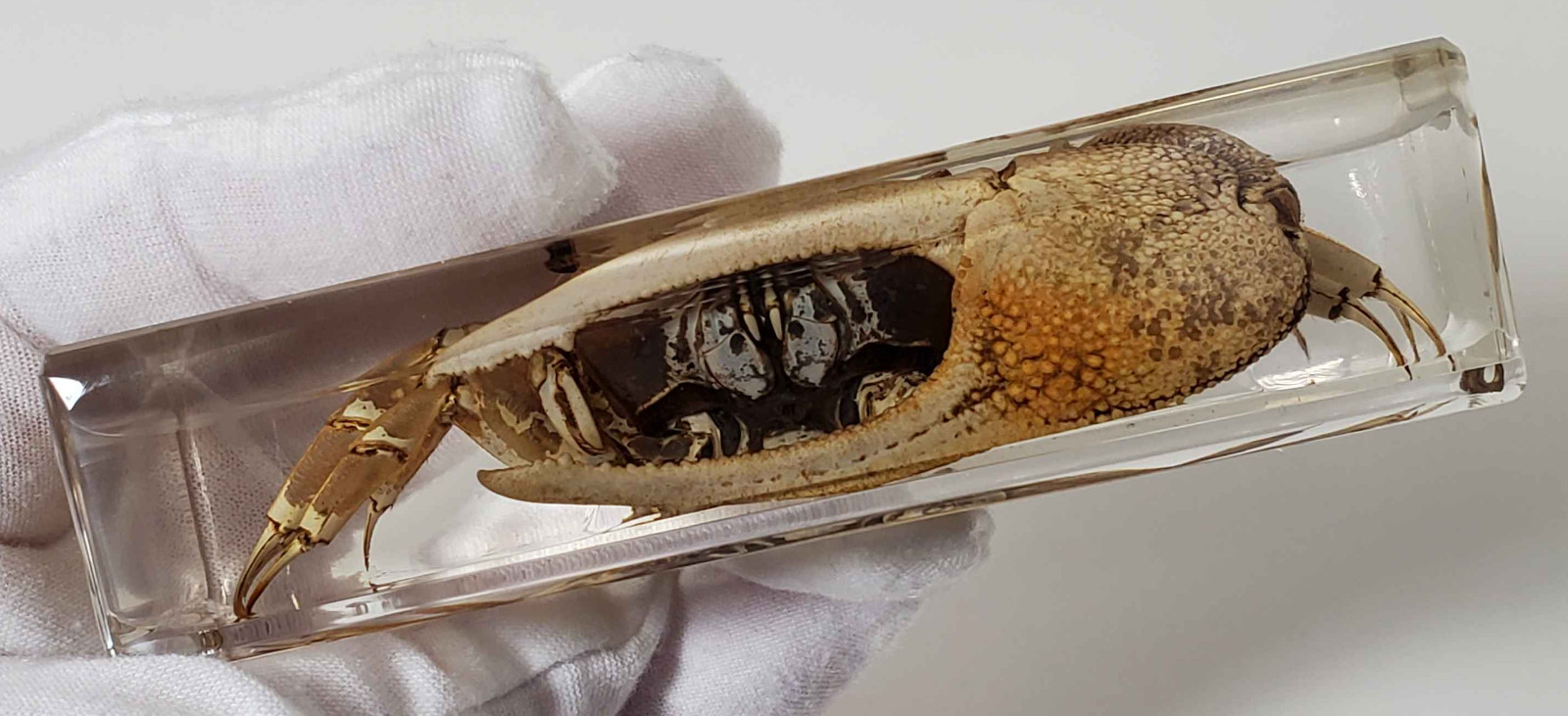 Fiddler Crab Specimen in Resin, EXACT ITEM PICTURED, Real Specimen Paperweight