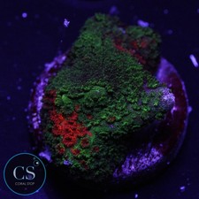 CS Grafted Digitata - WYSIWYG Live Coral