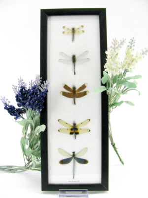 5 Real Beautiful Exotic Taxidermic Dragonflies in a Display Case - Mural 18