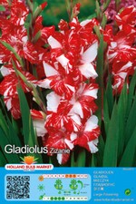 @ (◕‿◕)\@  GLADIOLEN : Gladiolus - Gladiole " Zizanie "