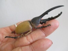 dynastes hercules beetle model figure vinyl 3 in kabuto bug insect not sent USA