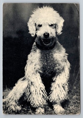 1969 Moscow PLANETA Poodle Dog Postcard B&W V. Eliseev